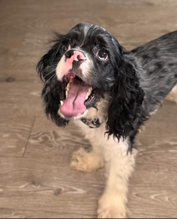 Toad, Adoptable, Puppy Male Cocker Spaniel.