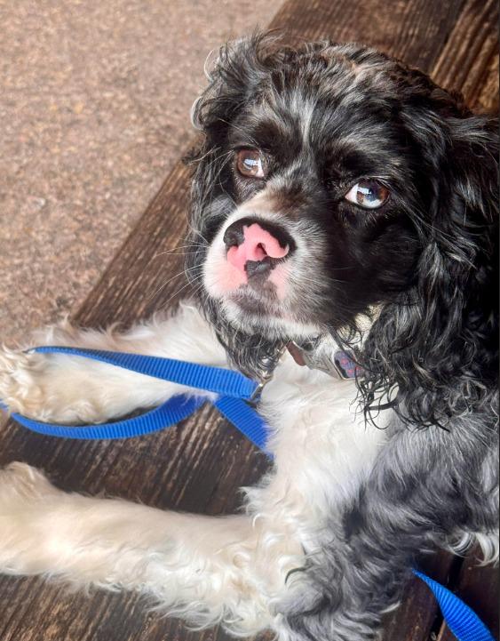 Enlarge Toad, a Adoptable Cocker Spaniel in Austin, TX image 2/5