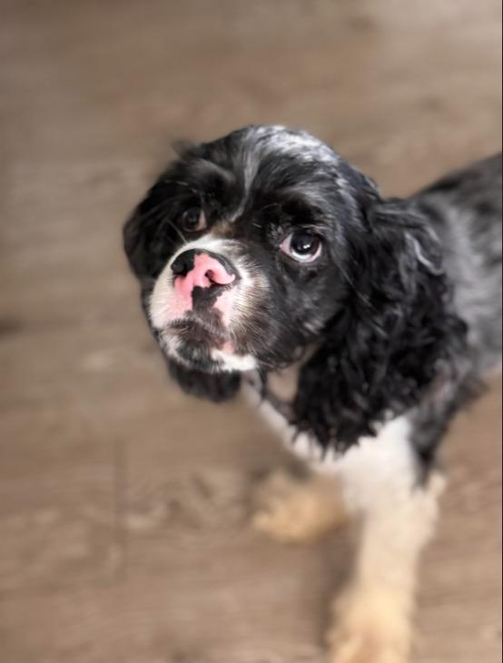 Enlarge Toad, a Adoptable Cocker Spaniel in Austin, TX image 3/5