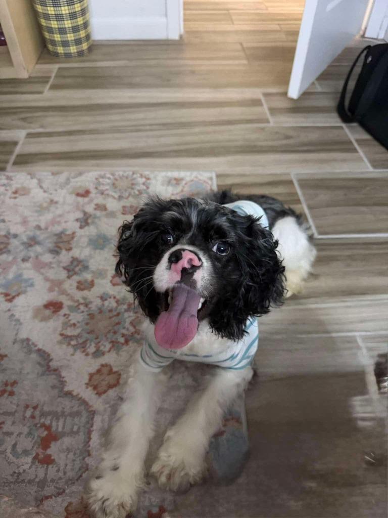 Enlarge Toad, a Adoptable Cocker Spaniel in Austin, TX image 5/5