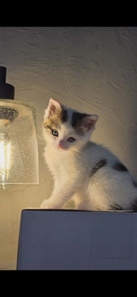 Spencer, Adoptable, Kitten Female Domestic Short Hair.