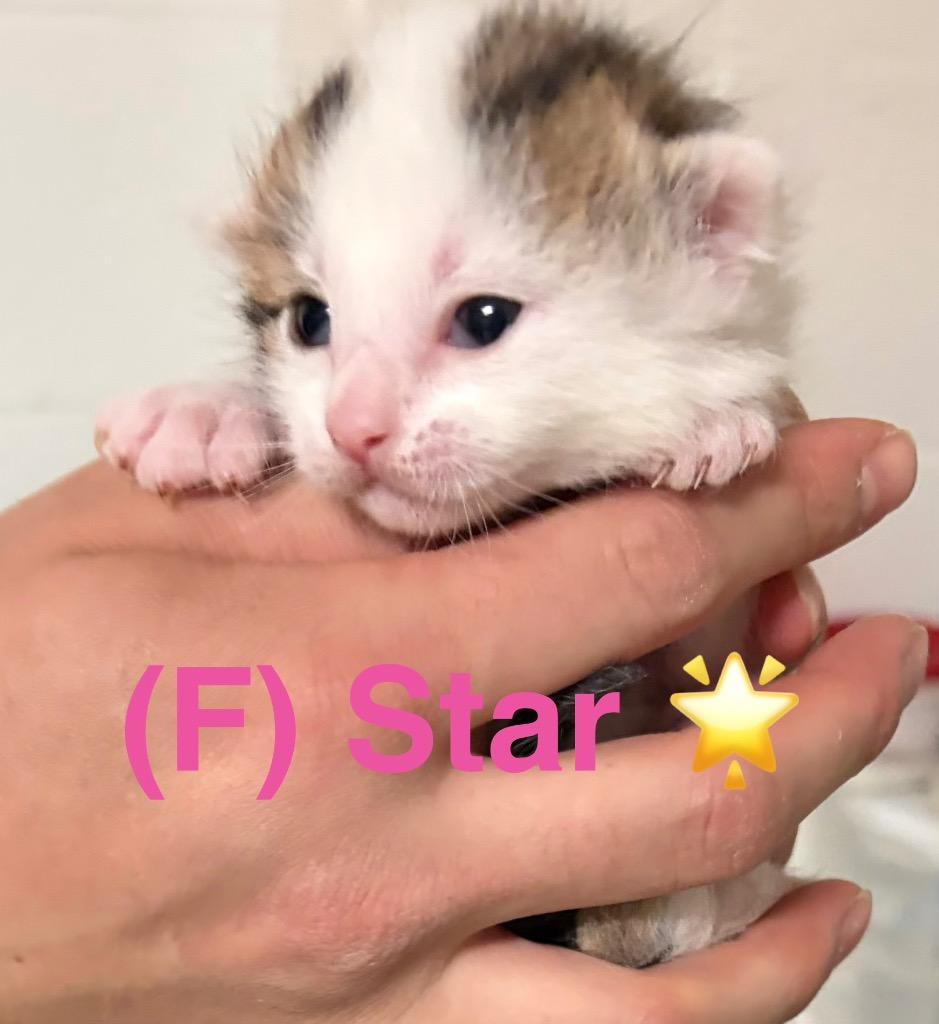 Enlarge Spencer, a Adoptable mixed breed in Ada, OK image 2/2