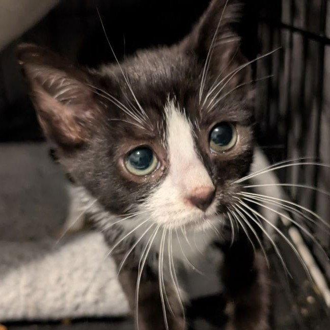 Jill (READ!), a Adoptable American Shorthair in Pikesville, MD image 1/3