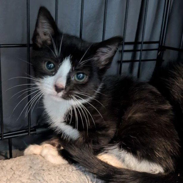Jill (READ!), a Adoptable American Shorthair in Pikesville, MD image 3/3