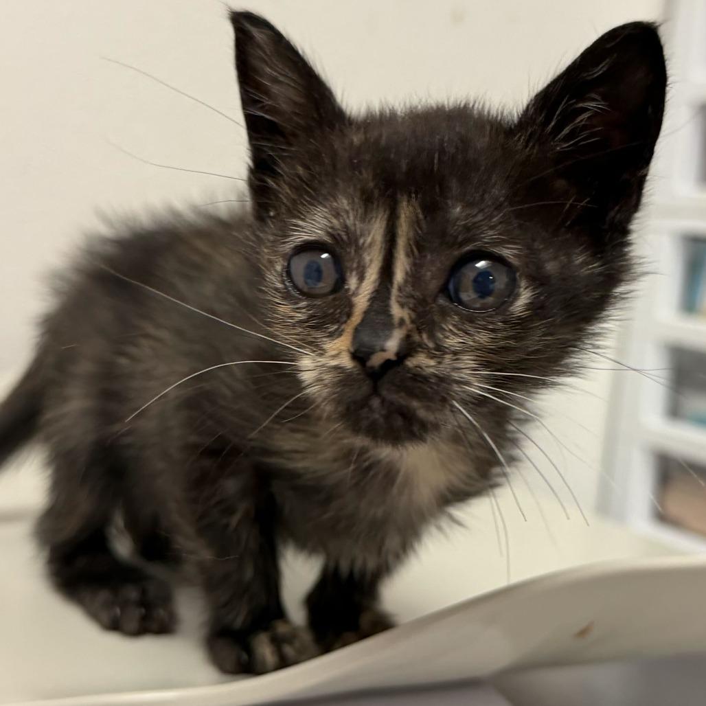Awesome Sauce A3, Adoptable, Kitten Female Domestic Short Hair.