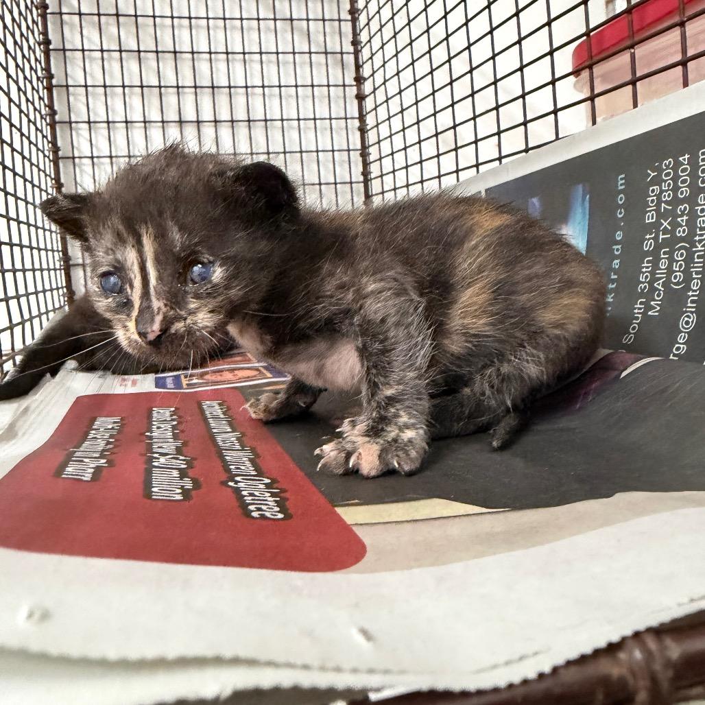 Enlarge Awesome Sauce A3, a Adoptable Domestic Short Hair in Edinburg, TX image 2/2