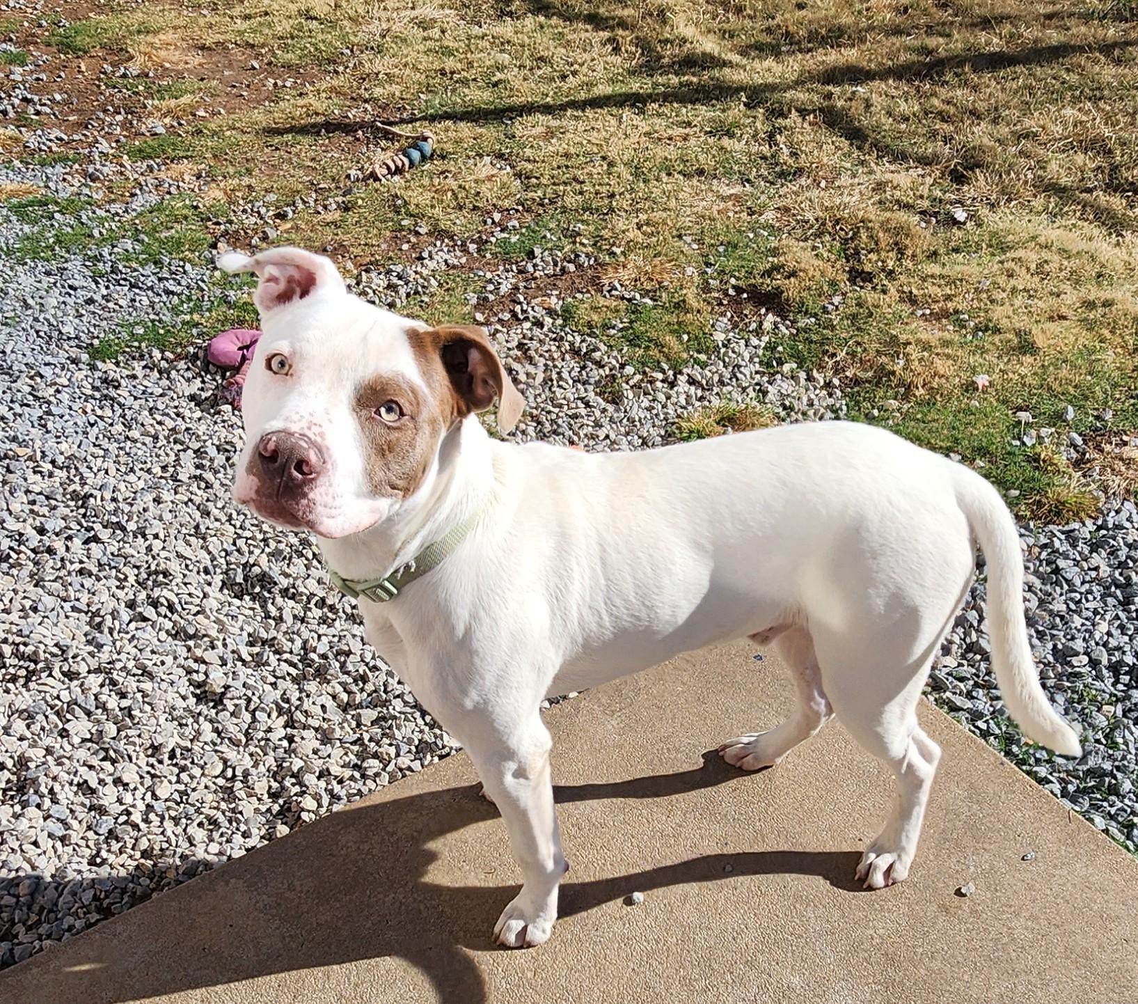 Enlarge Cedar, a Adoptable mixed breed in Siloam Springs, AR image 1/2