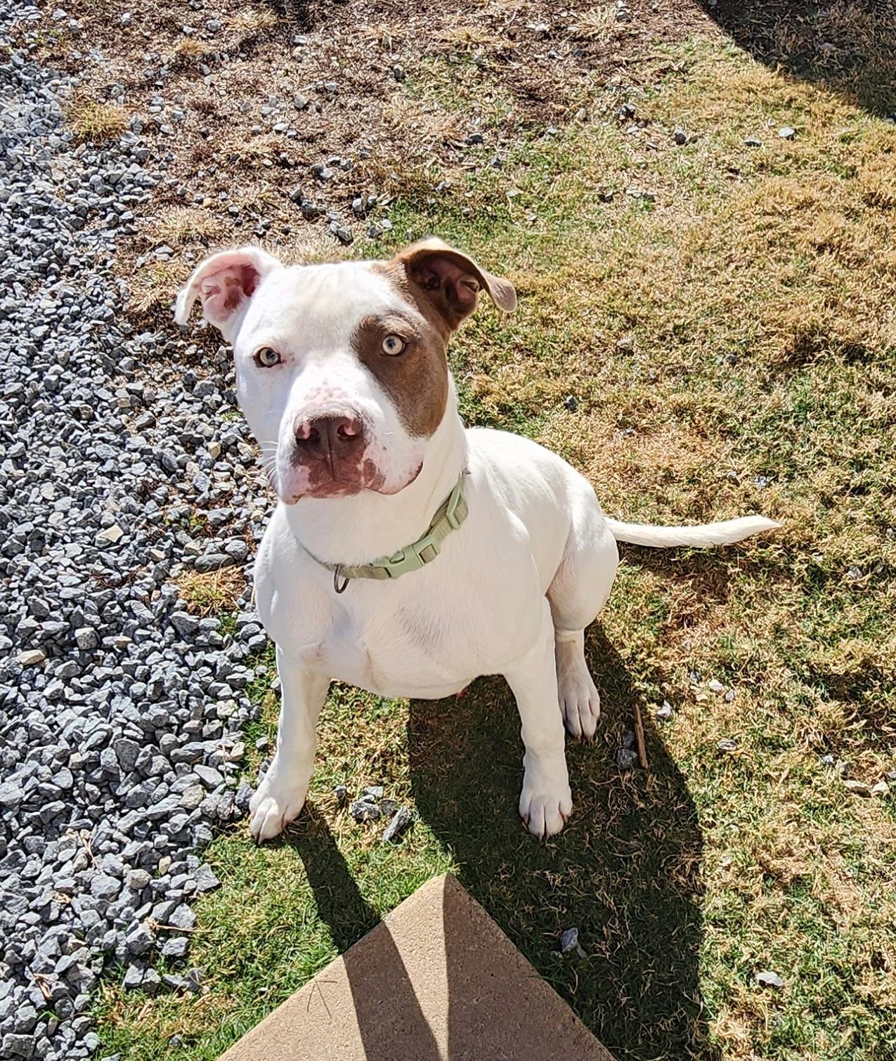 Enlarge Cedar, a Adoptable mixed breed in Siloam Springs, AR image 2/2