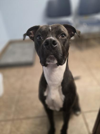 Enlarge Steven, a Adoptable mixed breed in Gainesville, FL image 1/1