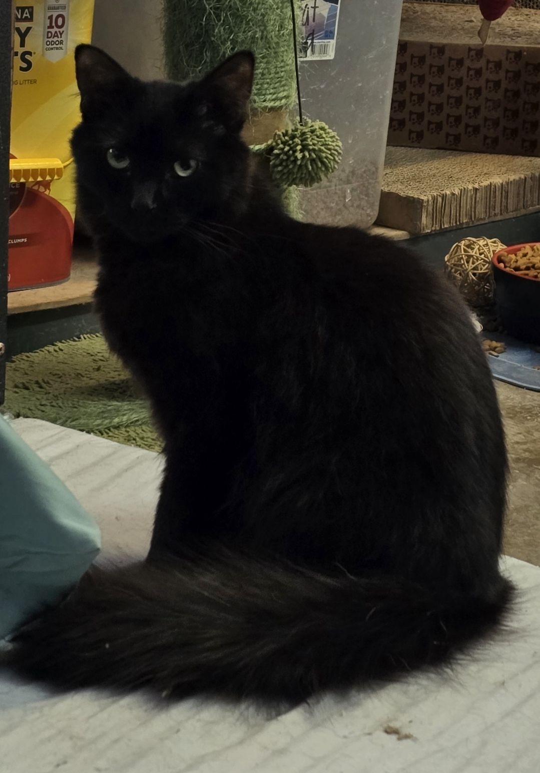 Enlarge Truffle, a Adoptable Domestic Long Hair in Hermitage, PA image 1/1