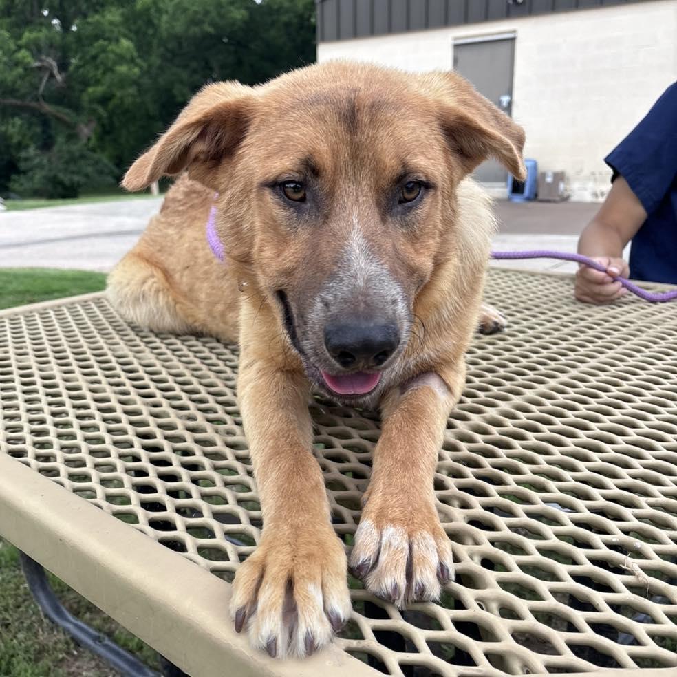 Enlarge Leeland, a ADOPTABLE mixed breed in Stillwater, OK image 1/1