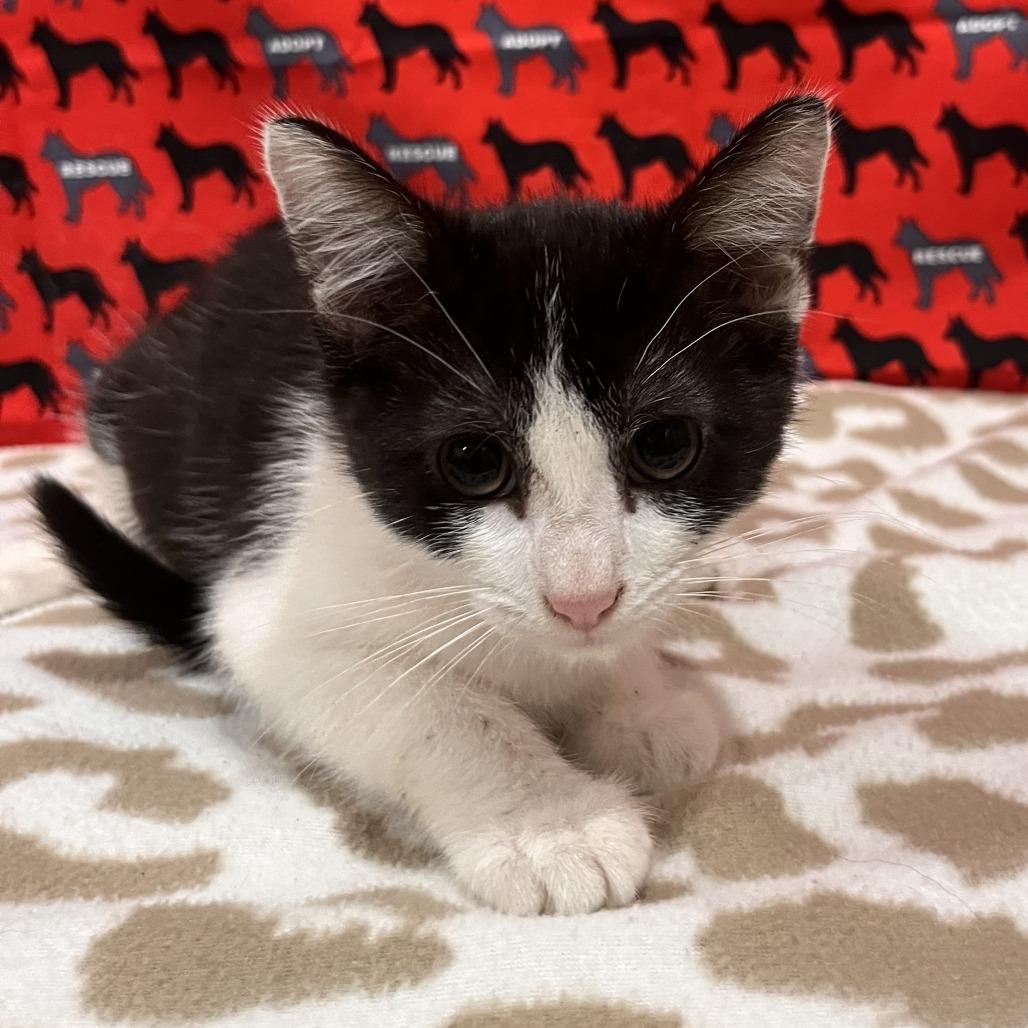 Enlarge John Bee, a Adoptable mixed breed in Washburn, MO image 1/1