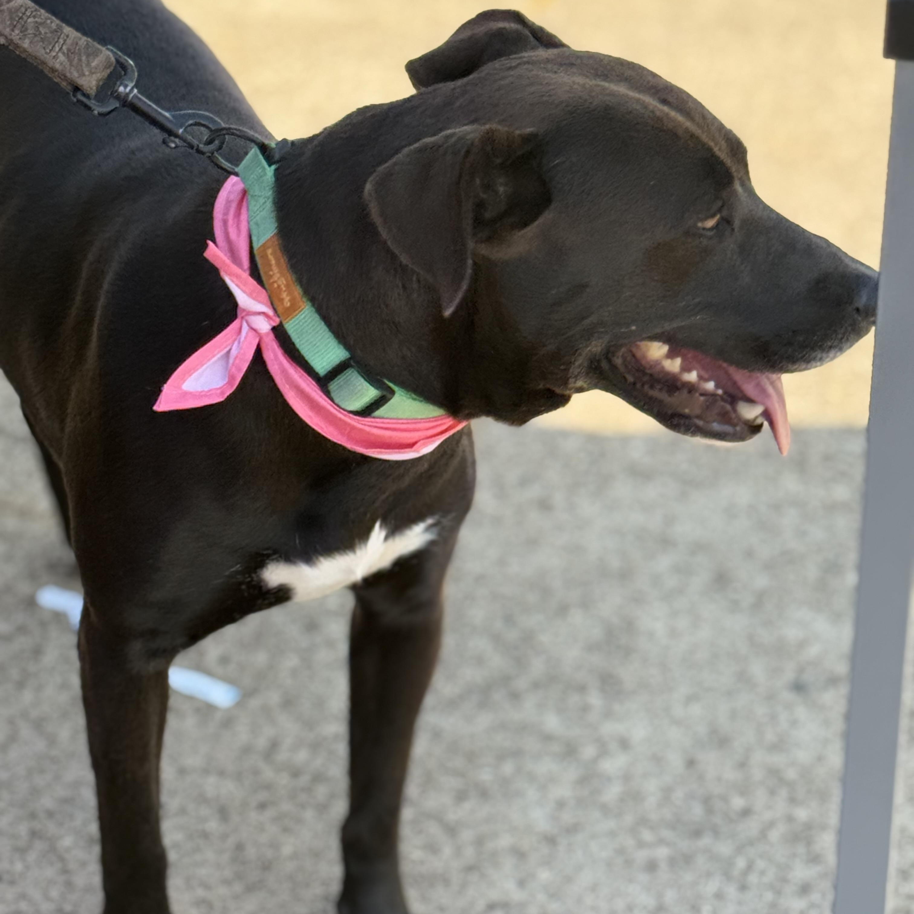 Maggie, a Adoptable mixed breed in Parker, CO image 4/5