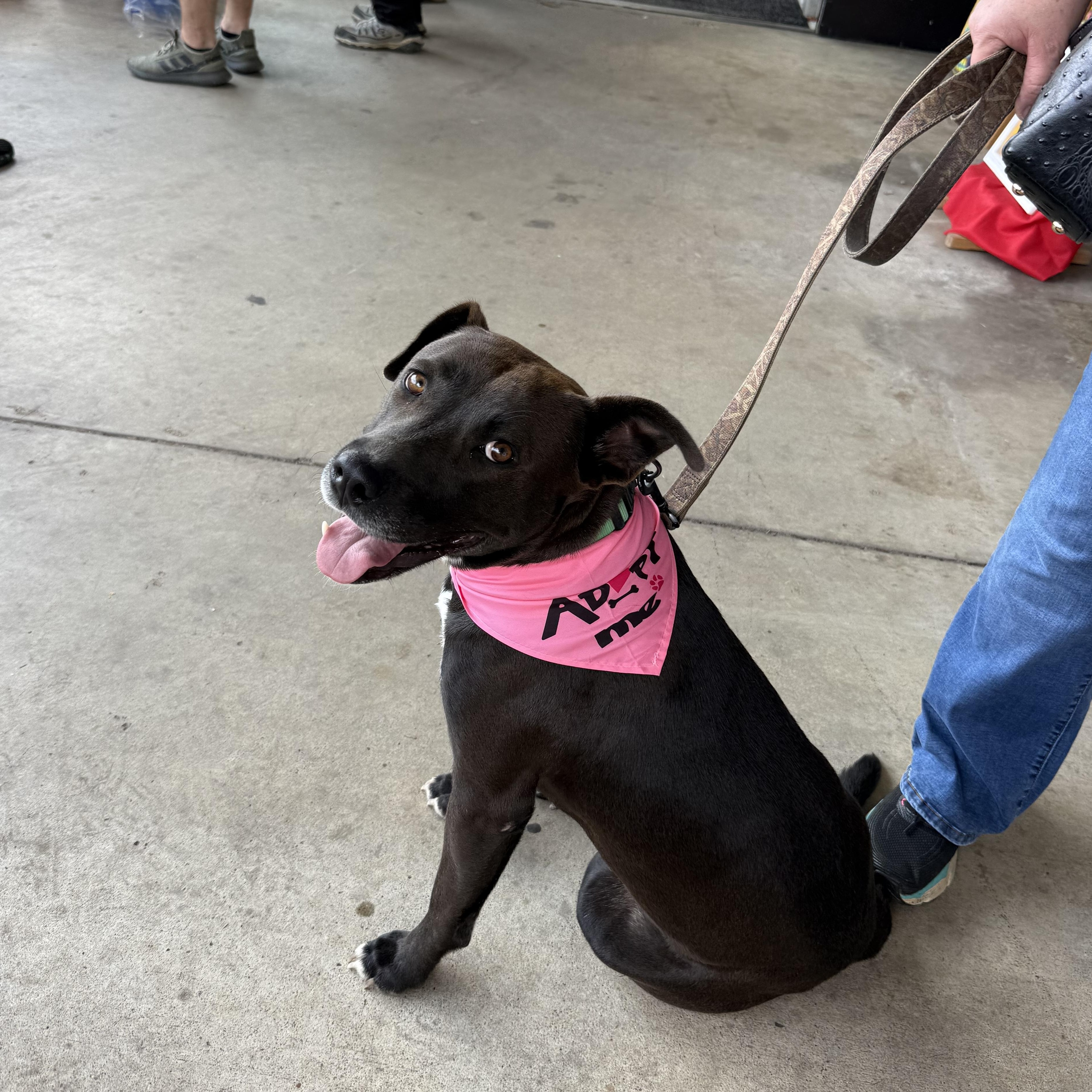 Maggie, a Adoptable mixed breed in Parker, CO image 2/5
