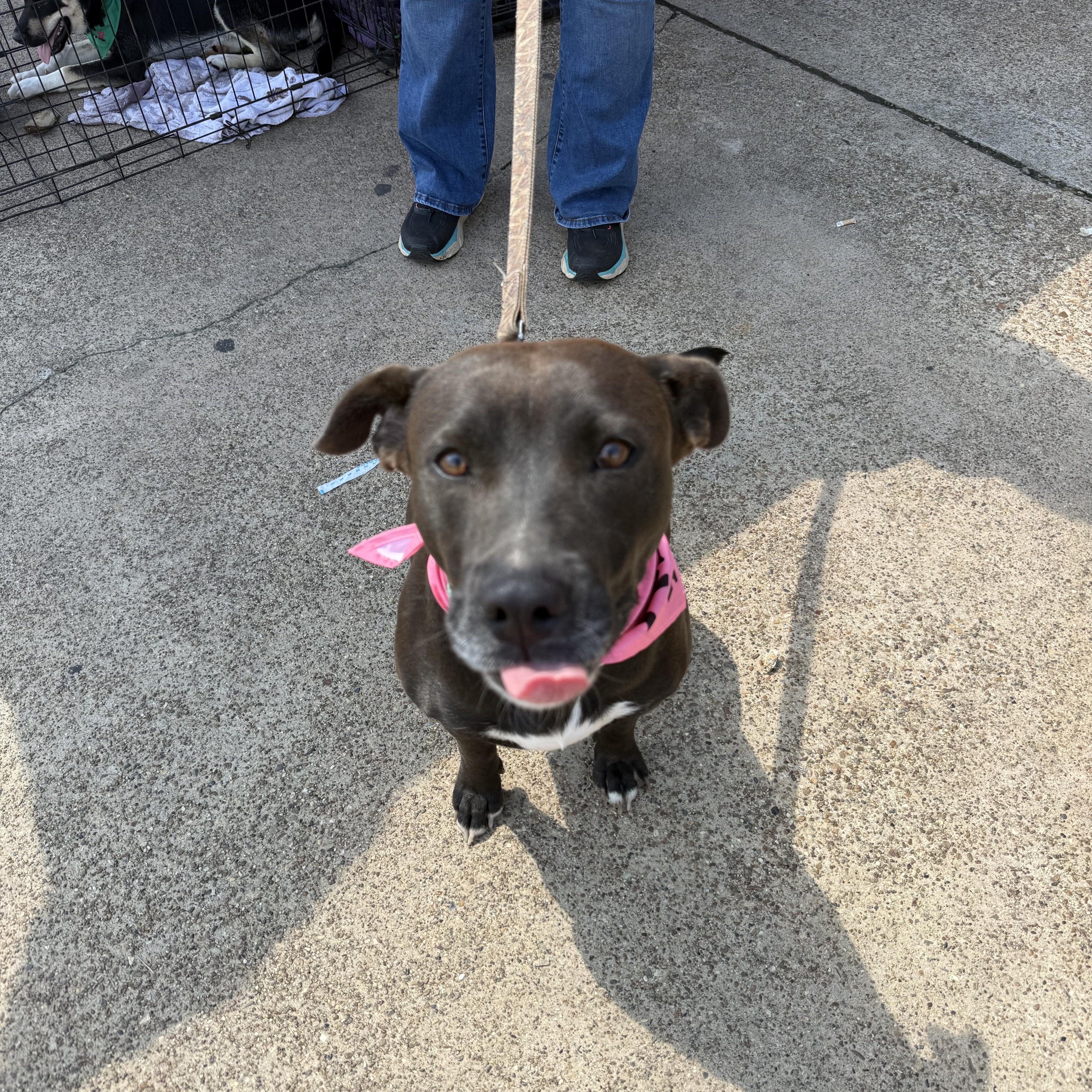 Maggie, a Adoptable mixed breed in Parker, CO image 5/5