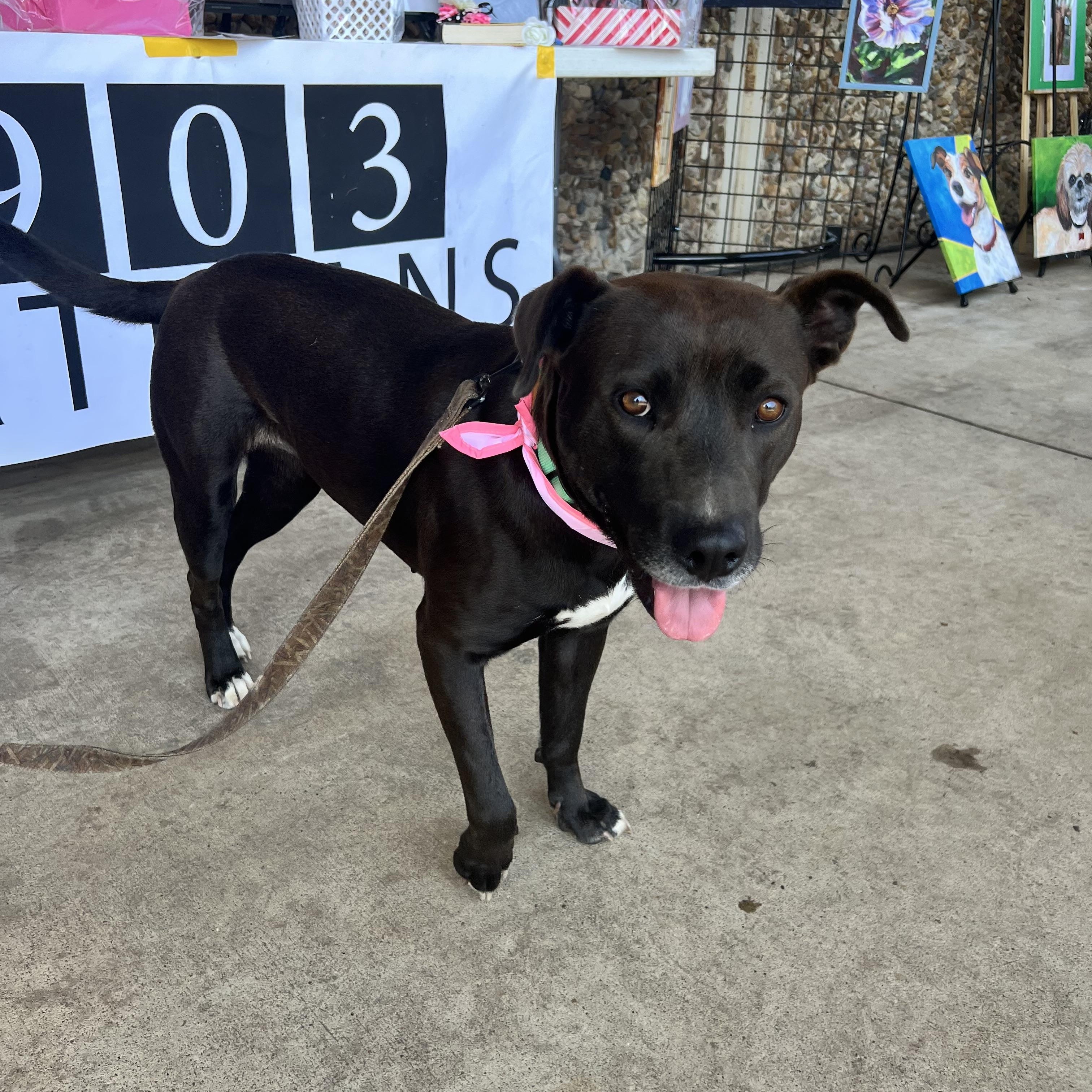 Maggie, a Adoptable mixed breed in Parker, CO image 3/5