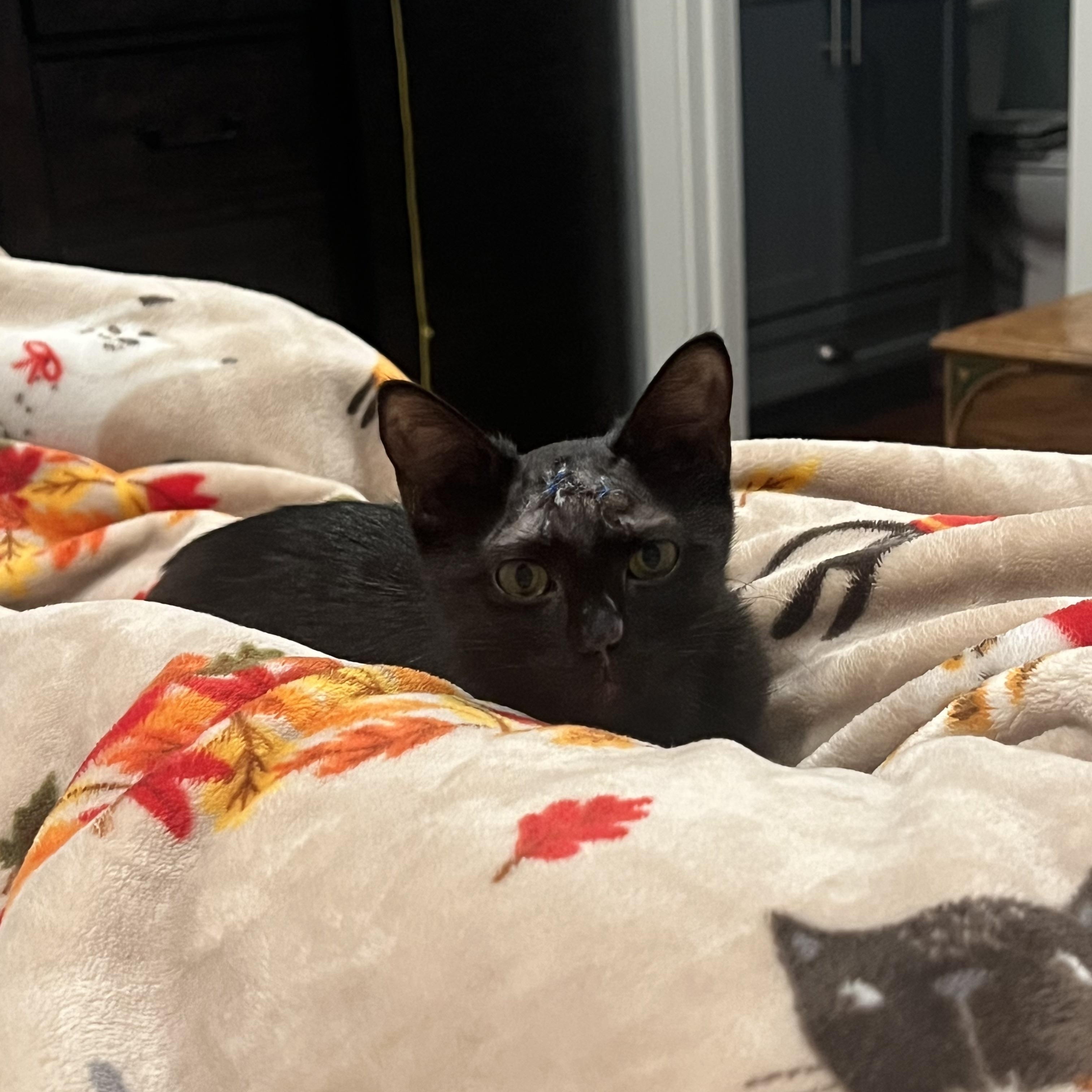 Olive photo