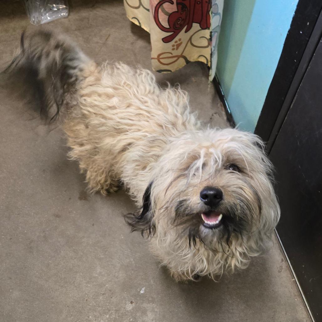 Enlarge Gurgi, an adopted mixed breed in Graham, TX image 1/1