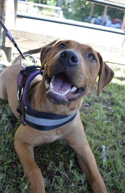 Enlarge Raizel, a Adoptable Mixed Breed in Savannah, GA image 1/3