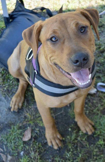 Enlarge Raizel, a Adoptable Mixed Breed in Savannah, GA image 3/3