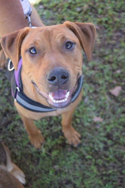 Raizel, a Adoptable Mixed Breed in Savannah, GA image 3/3