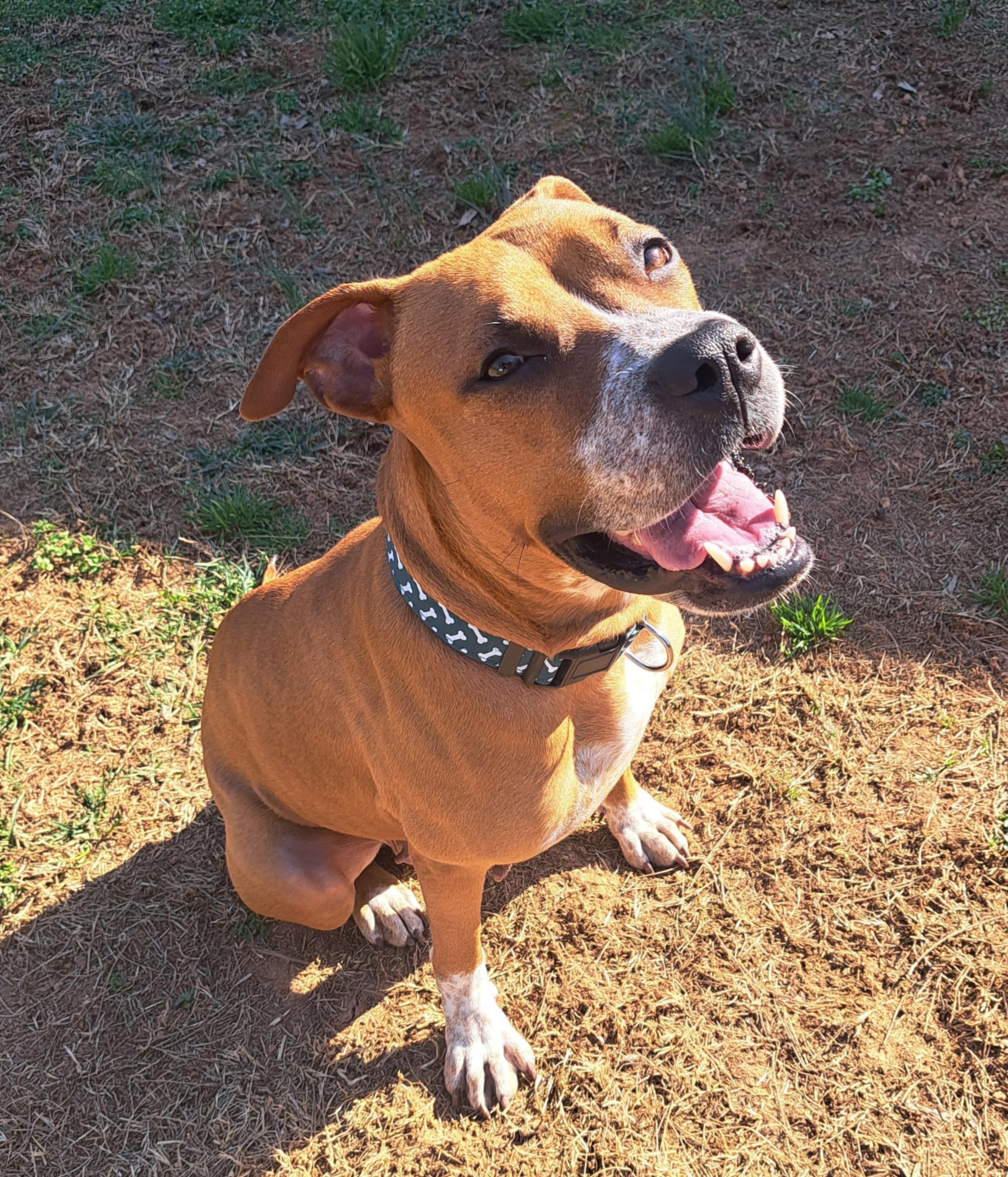 Miya — Our Sweet Tripod Girl Looking for Her Hero