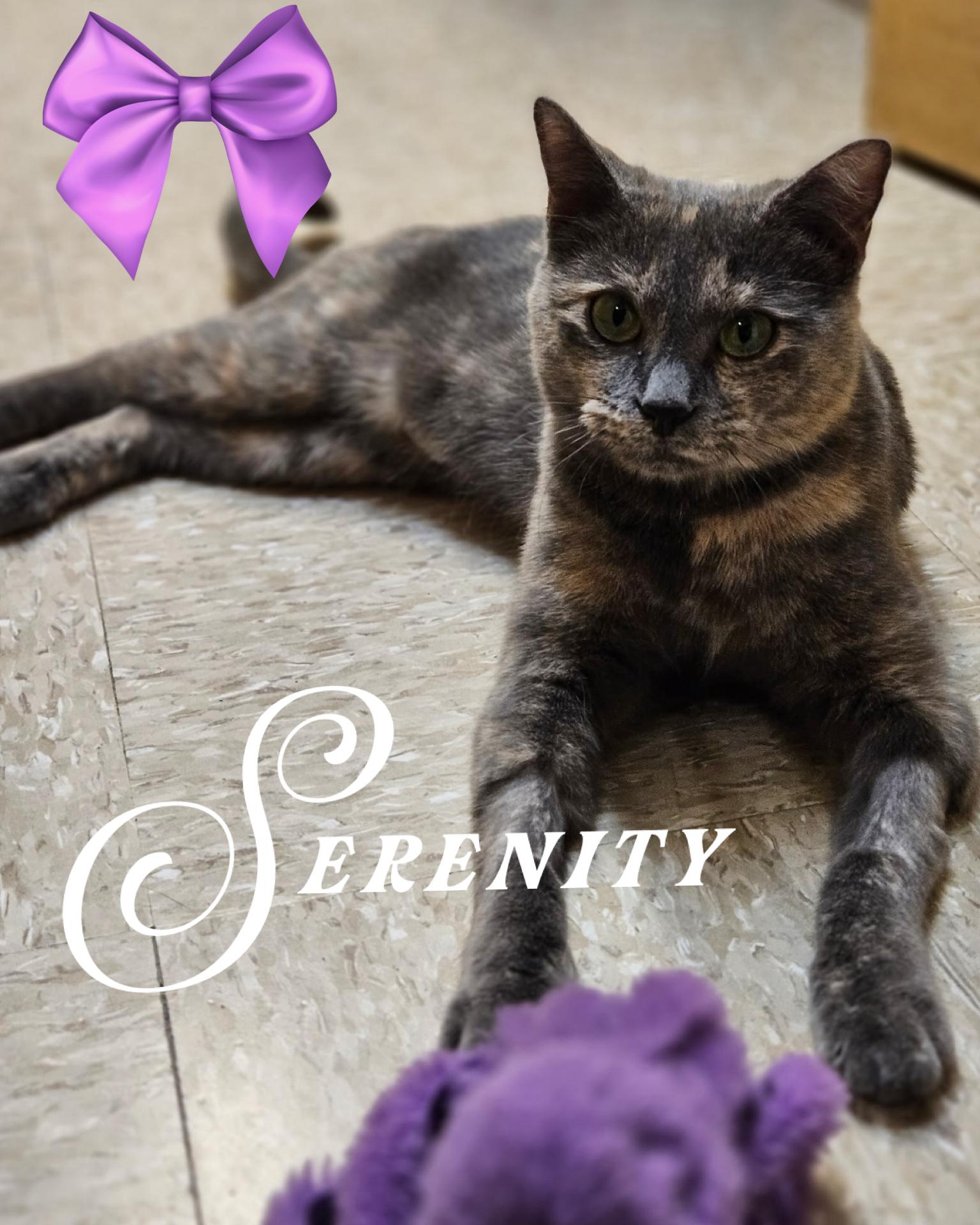 Enlarge Serenity, an adopted mixed breed in Fort Worth, TX image 1/1