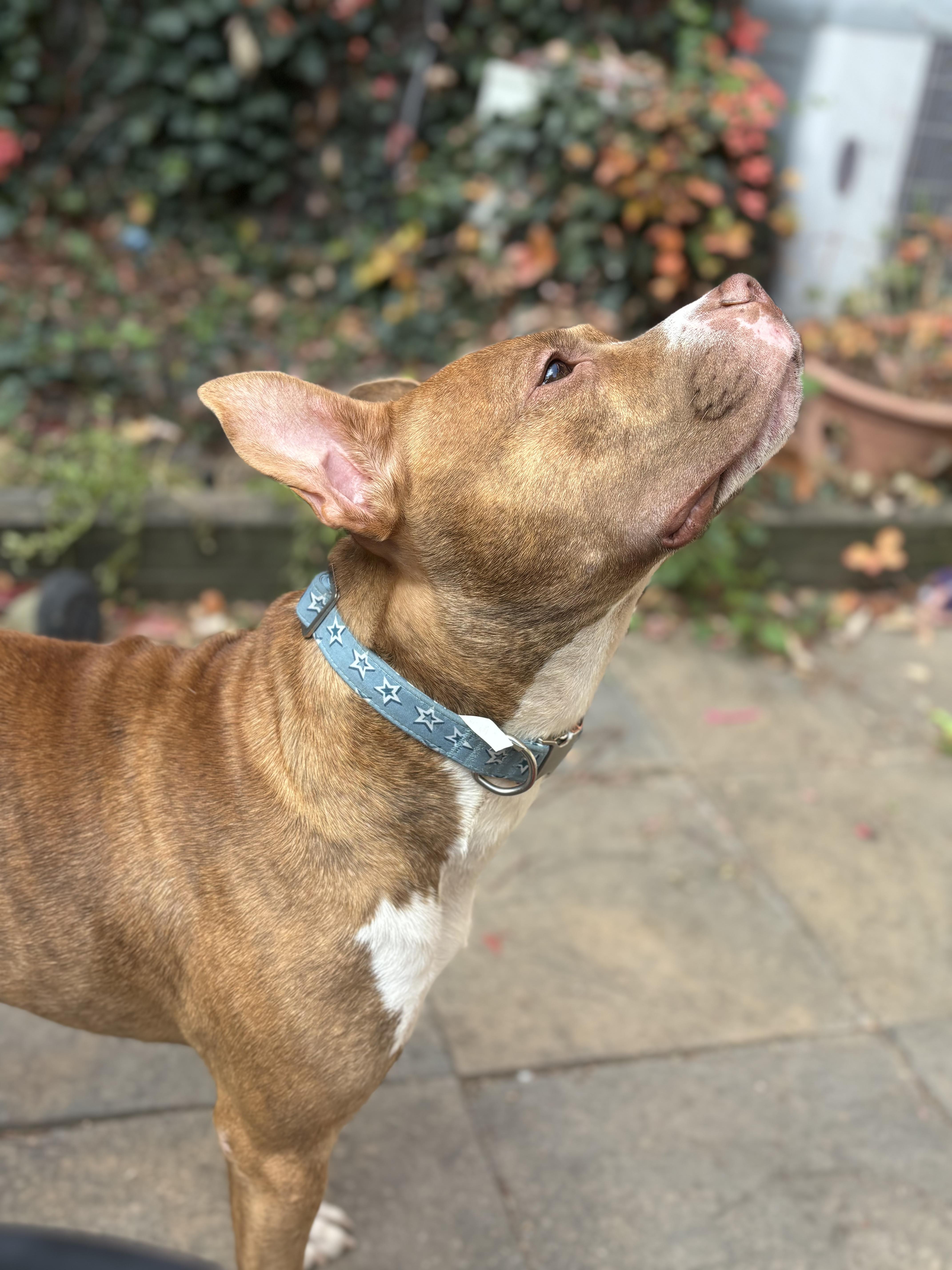 Enlarge Martin, a Adoptable mixed breed in Philadelphia, PA image 2/5