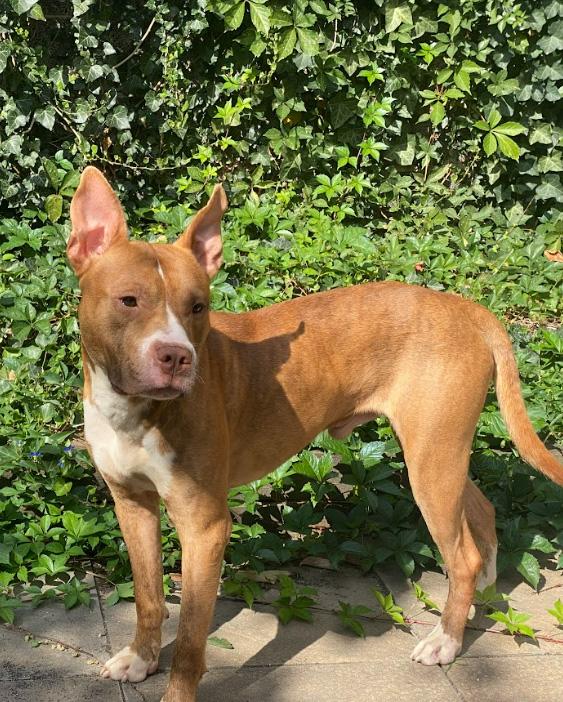 Enlarge Martin, a Adoptable mixed breed in Philadelphia, PA image 3/5