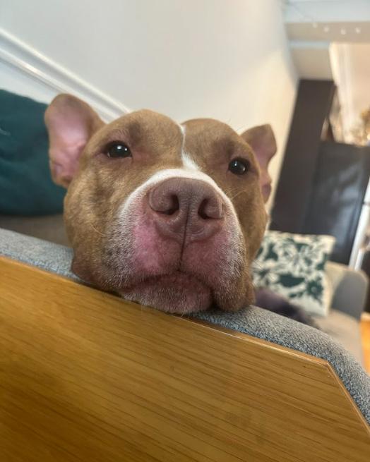 Enlarge Martin, a Adoptable mixed breed in Philadelphia, PA image 4/5