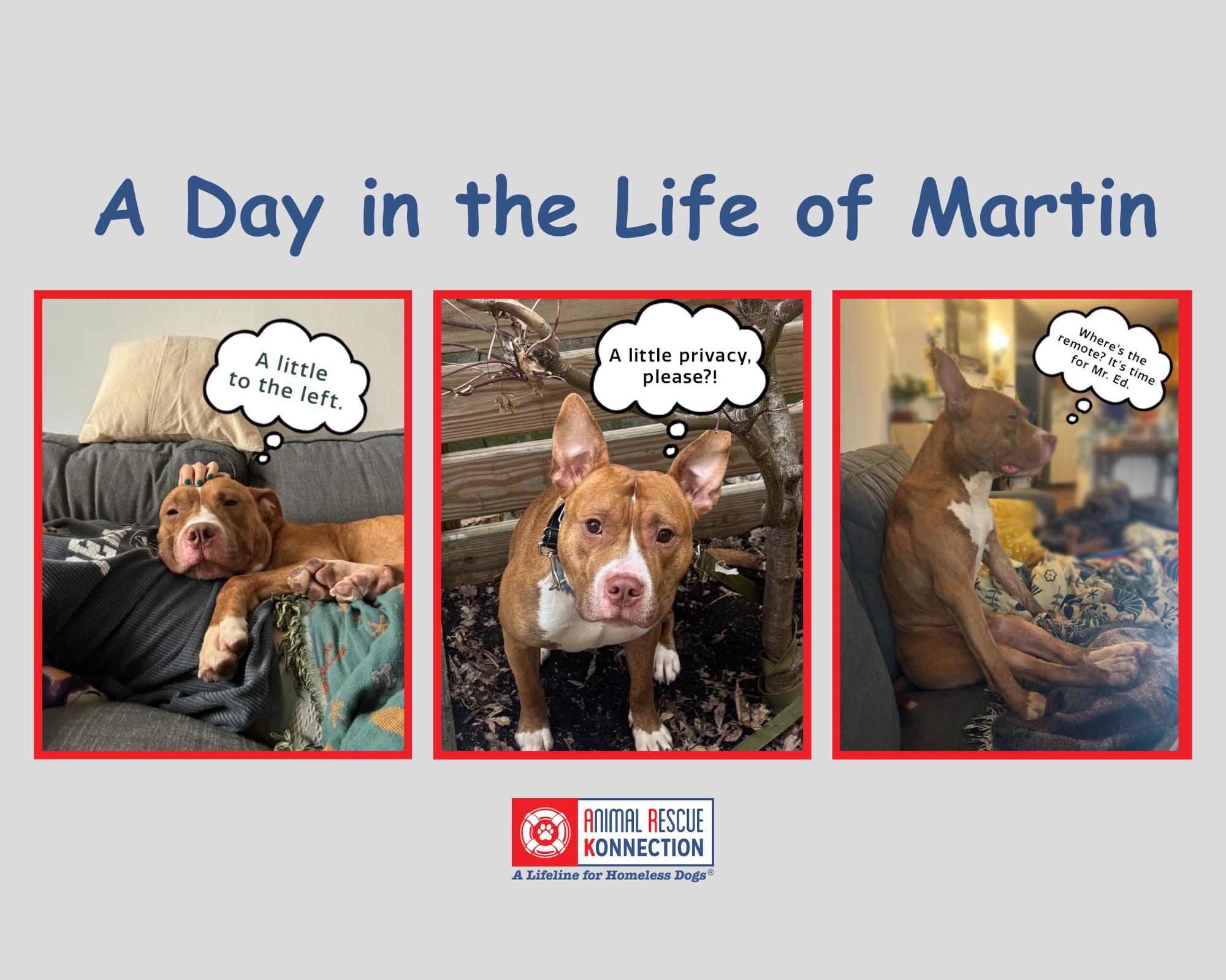 Enlarge Martin, a Adoptable mixed breed in Philadelphia, PA image 5/5