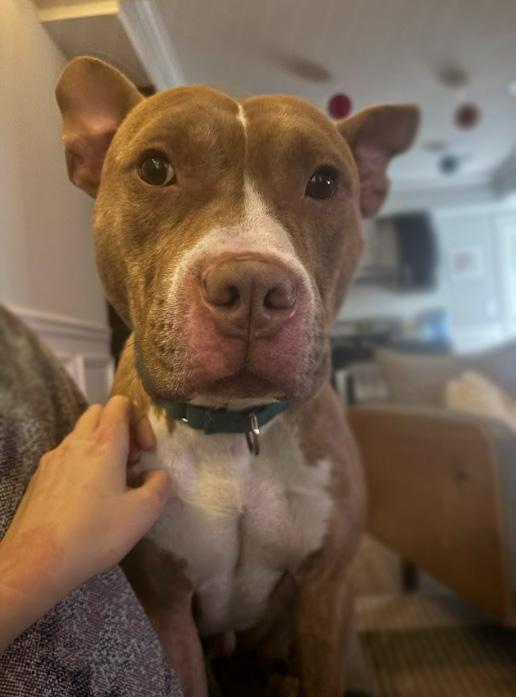 Enlarge Martin, a Adoptable mixed breed in Philadelphia, PA image 1/5