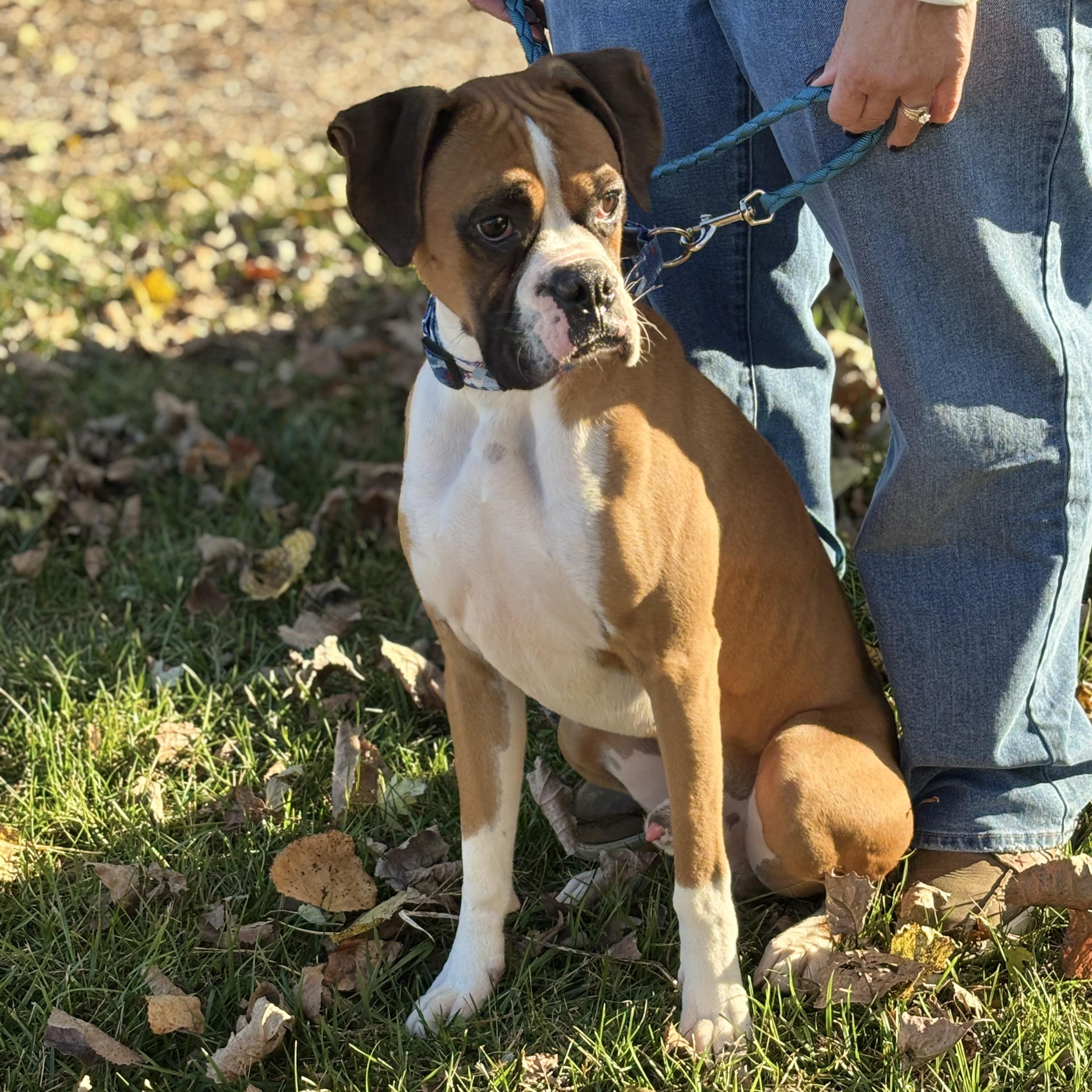 Enlarge JAX, an adopted Boxer in Westland, MI image 1/6