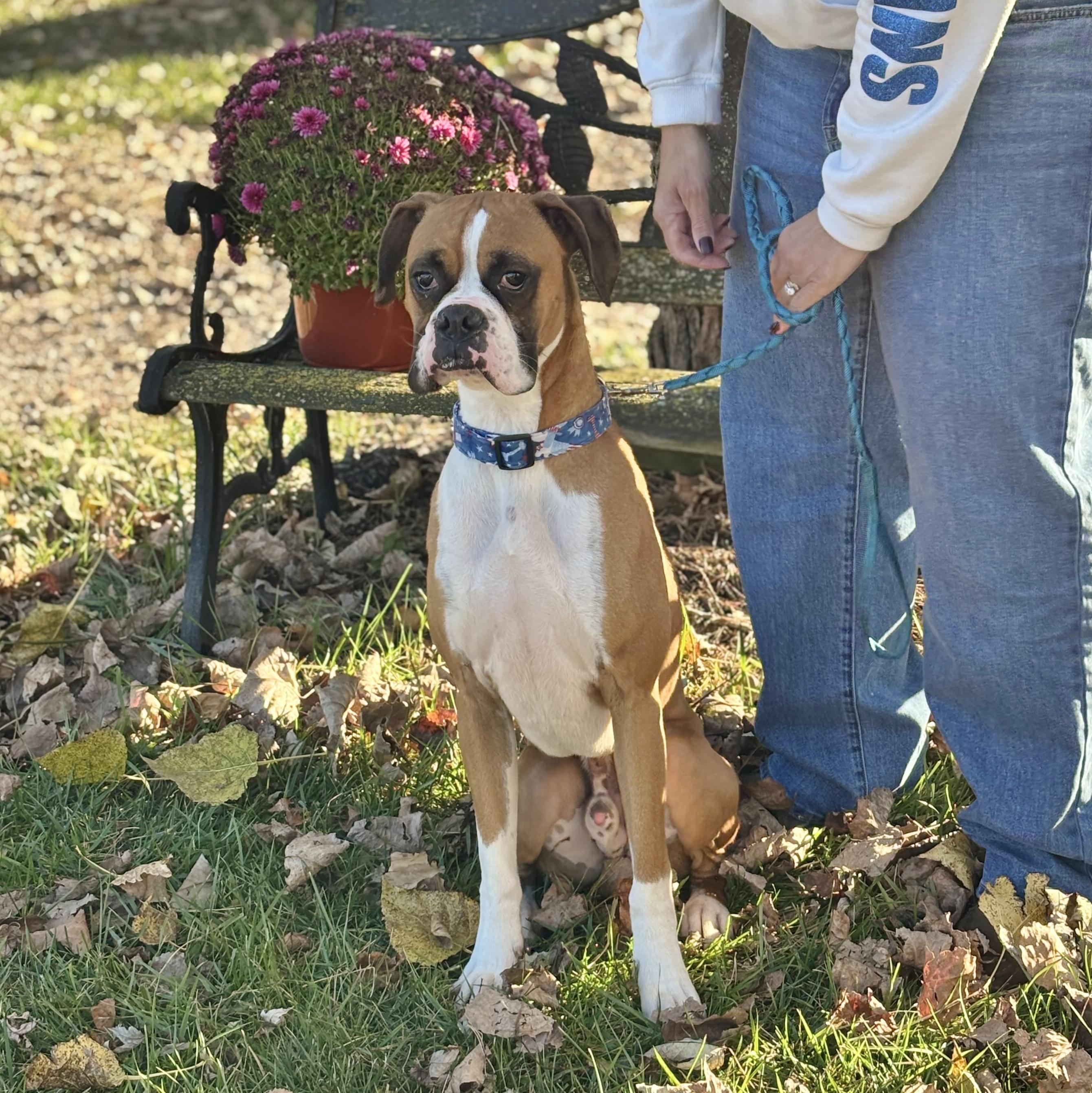 Enlarge JAX, an adopted Boxer in Westland, MI image 2/6