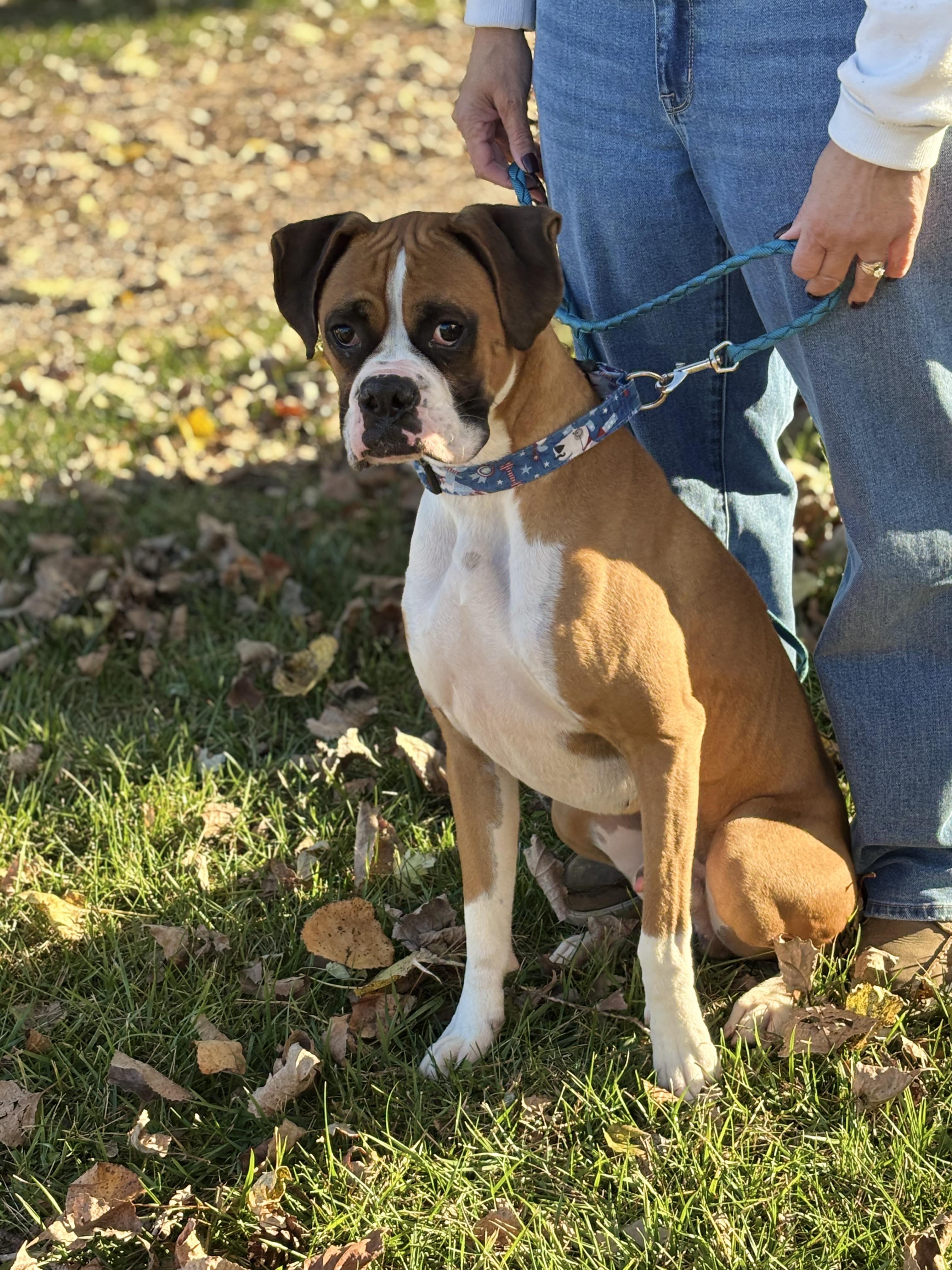 Enlarge JAX, an adopted Boxer in Westland, MI image 3/6