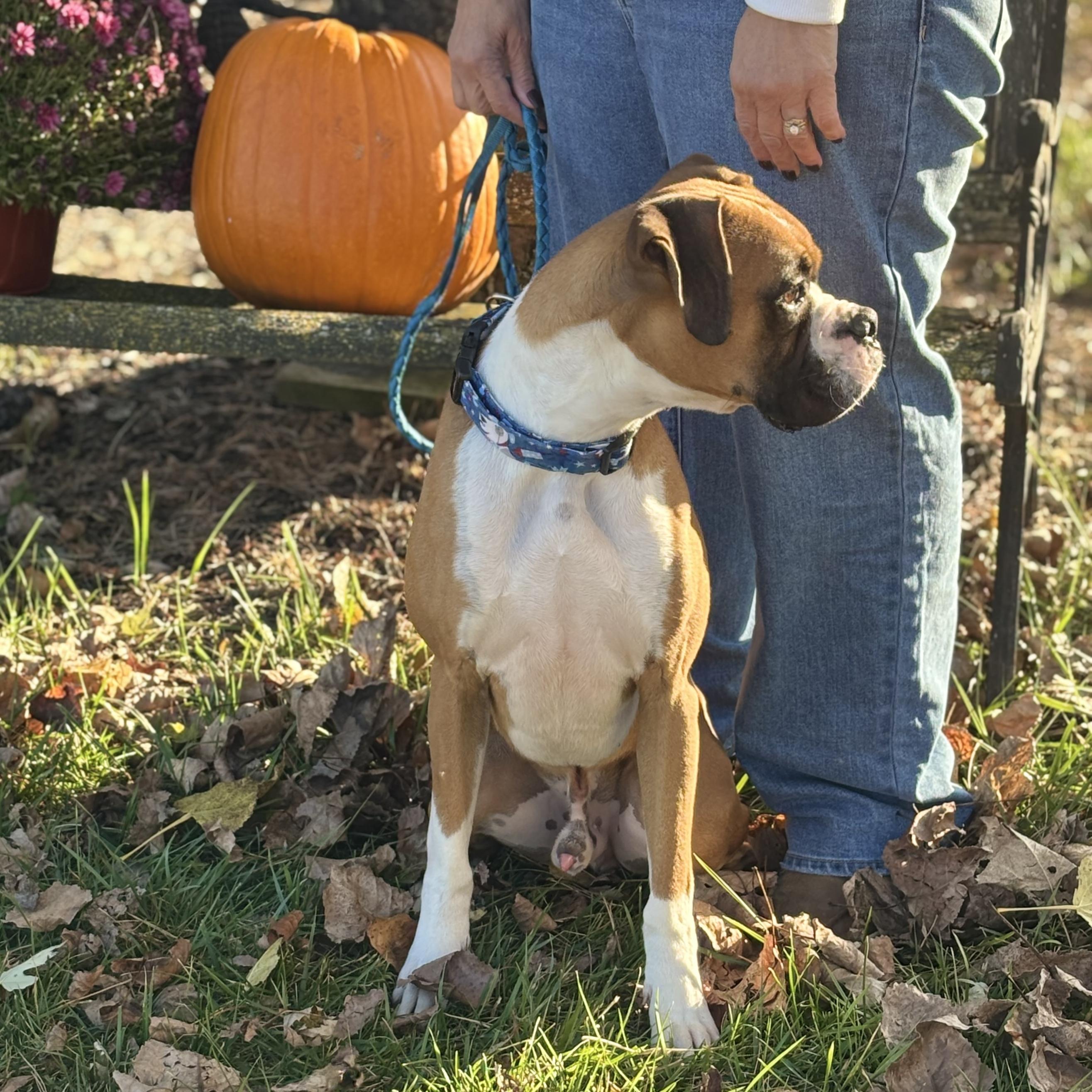Enlarge JAX, an adopted Boxer in Westland, MI image 4/6