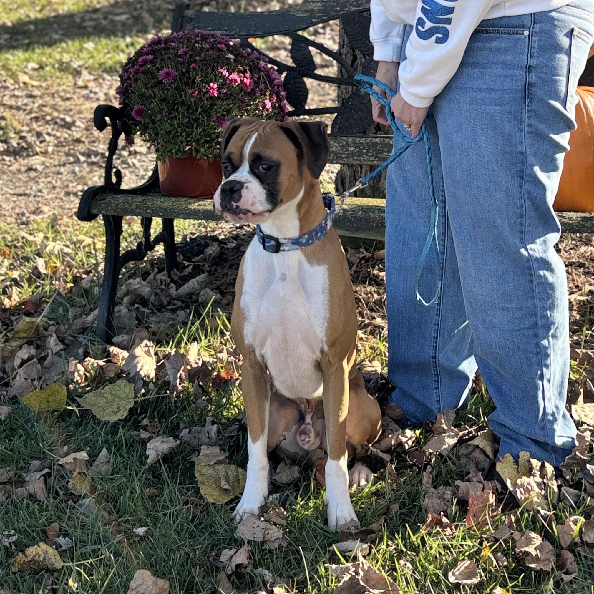 Enlarge JAX, an adopted Boxer in Westland, MI image 5/6