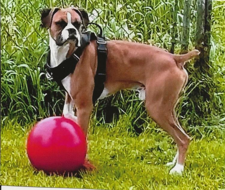 Enlarge JAX, an adopted Boxer in Westland, MI image 6/6
