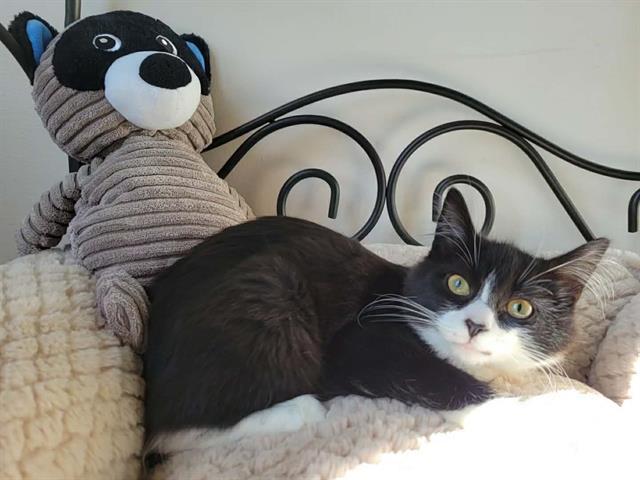 FIGARO, Adoptable, Kitten Female Domestic Short Hair.
