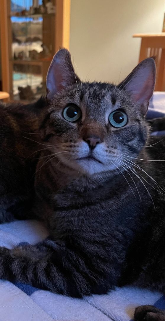 Loki, a Adopted Domestic Short Hair in Perrineville, NJ image 1/2