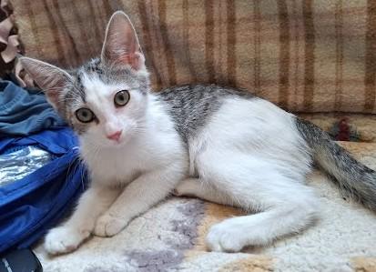 Enlarge Shelby, a ADOPTABLE Domestic Short Hair in Phoenix, AZ image 1/4