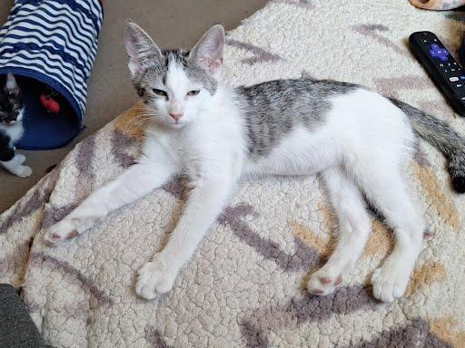 Enlarge Shelby, a ADOPTABLE Domestic Short Hair in Phoenix, AZ image 3/4