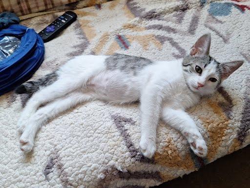 Enlarge Shelby, a ADOPTABLE Domestic Short Hair in Phoenix, AZ image 4/4