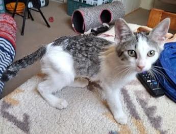 Enlarge Shelby, a ADOPTABLE Domestic Short Hair in Phoenix, AZ image 2/4