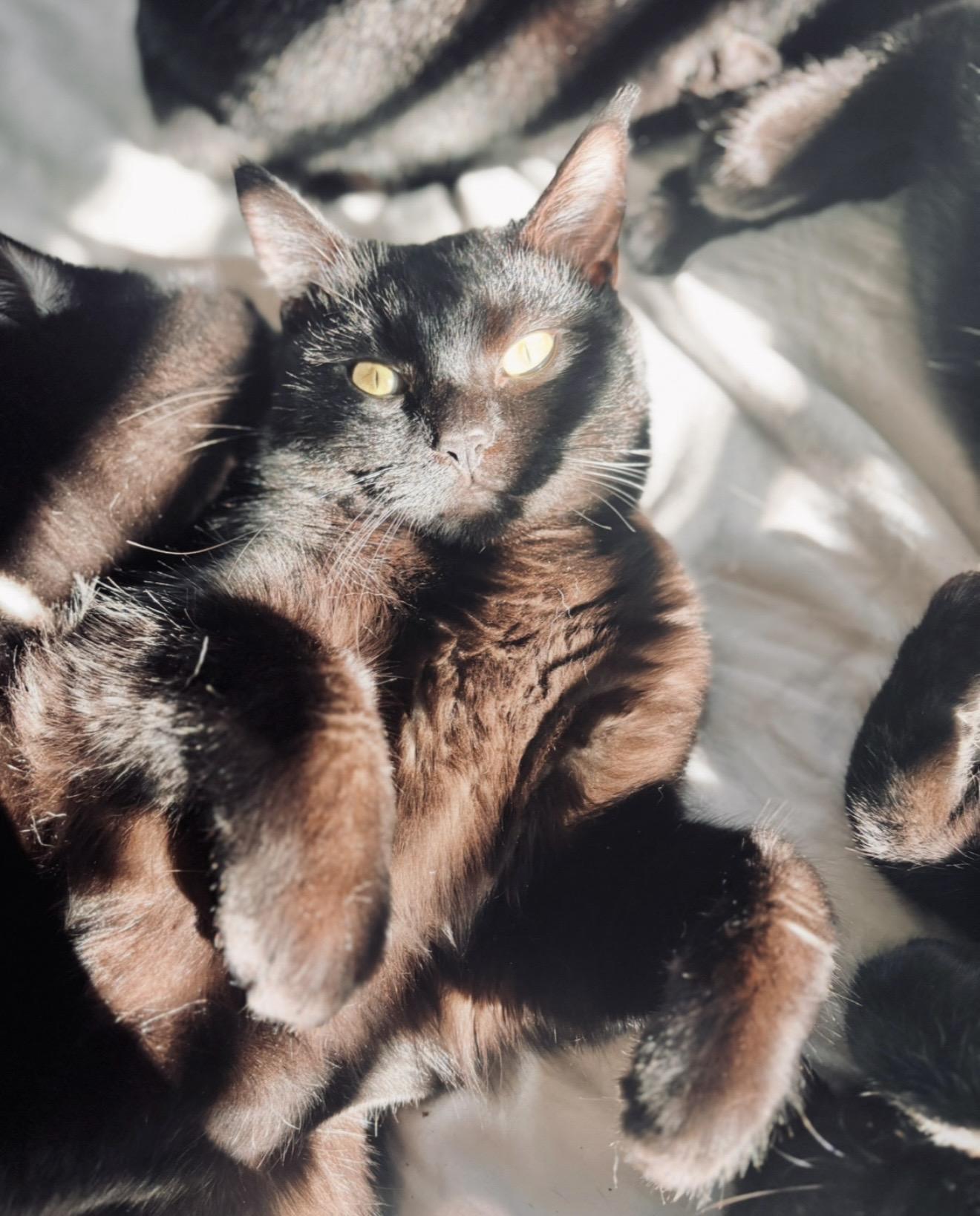 Enlarge Lulu, a Adopted Domestic Short Hair in Rio Linda, CA image 3/6