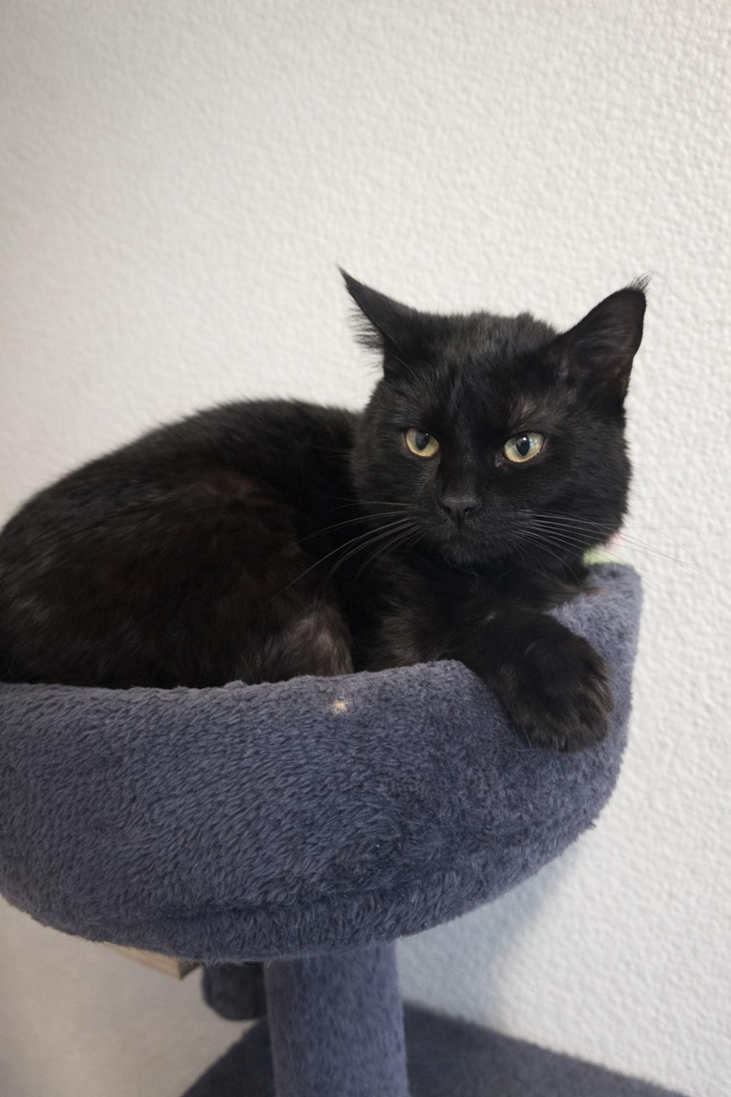 Enlarge Lulu, a Adopted Domestic Short Hair in Rio Linda, CA image 4/6