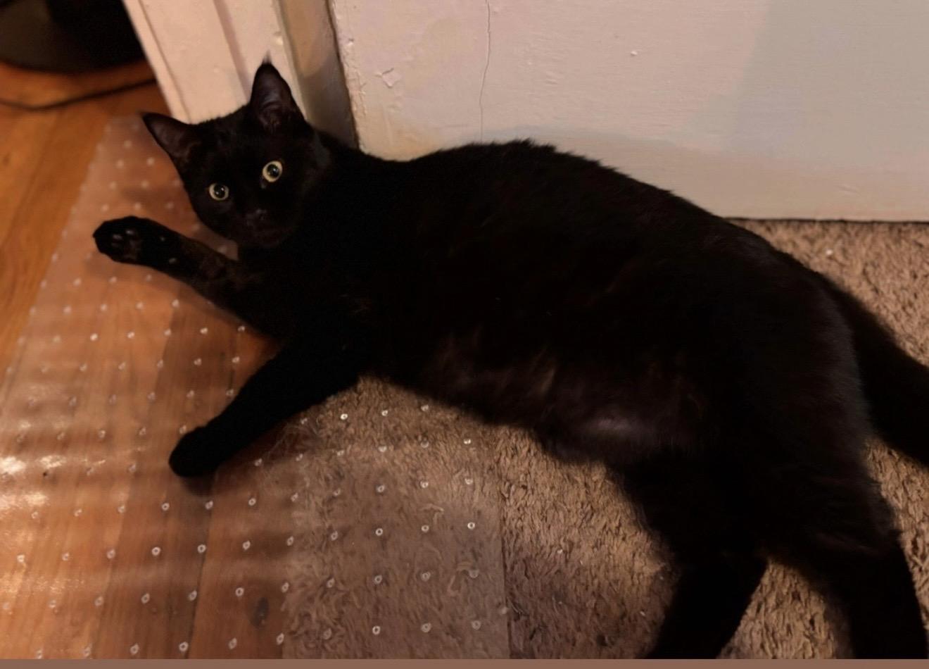 Enlarge Lulu, a Adopted Domestic Short Hair in Rio Linda, CA image 5/6