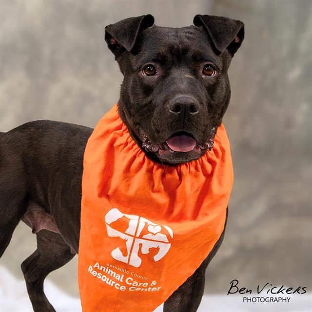 MIRACLE, Adoptable, Adult Female Pit Bull Terrier & Mixed Breed.