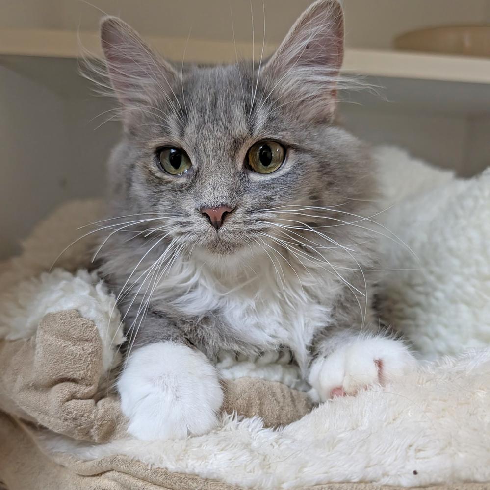 Willow, a Adoptable Domestic Medium Hair in Accident, MD image 1/2