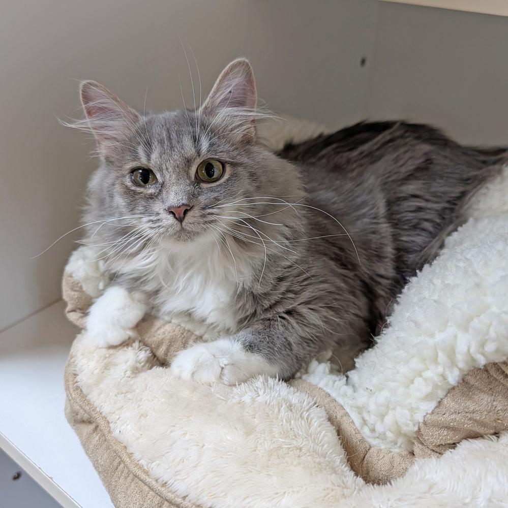 Willow, a Adoptable Domestic Medium Hair in Accident, MD image 2/2